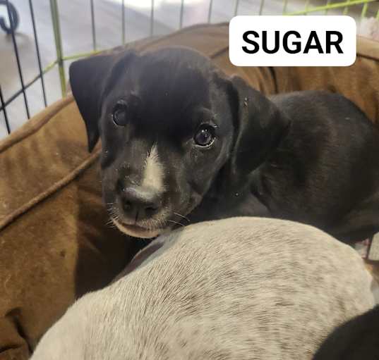 Photo of Sugar