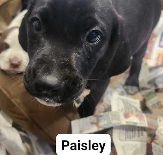 Photo of Paisley