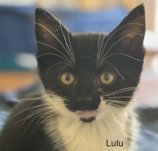 Photo of Lulu