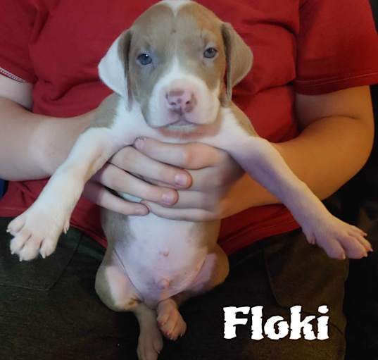 Photo of Floki