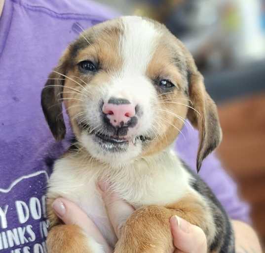 Photo of Rosie