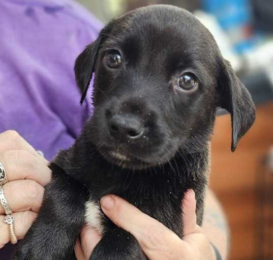 Photo of Effie