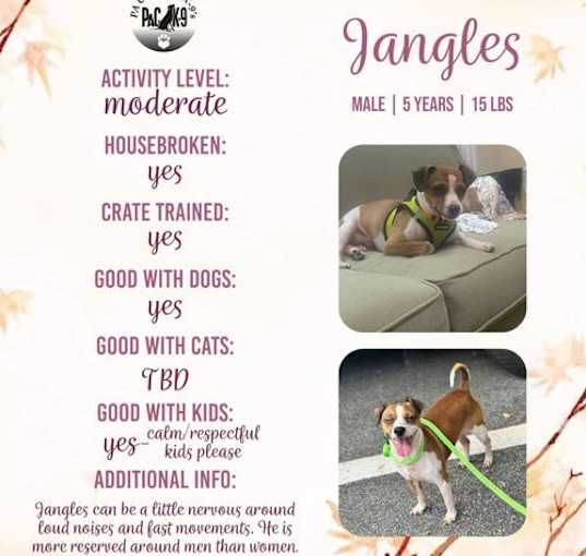 Photo of Jangles