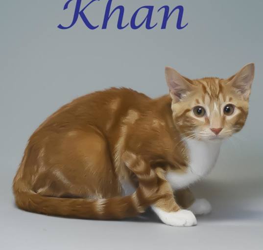 Photo of Khan C24-245