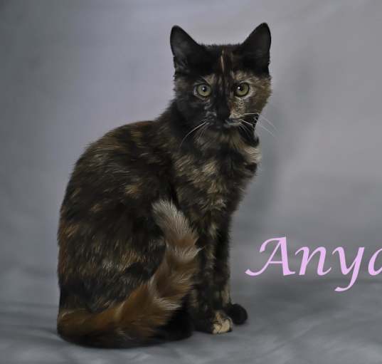 Photo of Anya C24-247