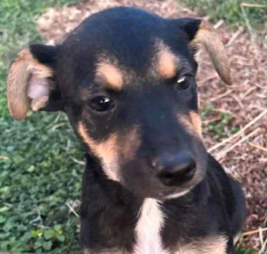 Photo of DARREN  10 POUND PUPPY   FOSTERED IN NEW JERSEY