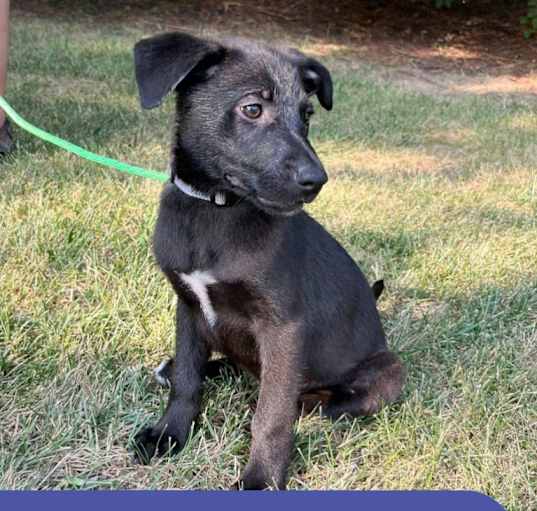 Photo of IMOGENE  11 POUND PUPPY  FOSTERED IN NEW JERSEY