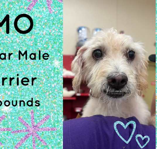 Photo of MO 7 YEAR TERRIER