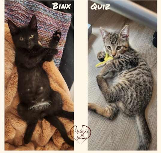 Photo of Binx & Quiz