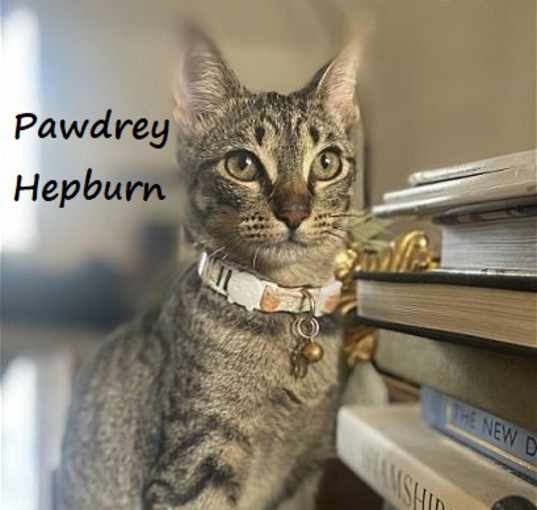 Photo of Pawdrey Hepburn #sister-of-Lipstick