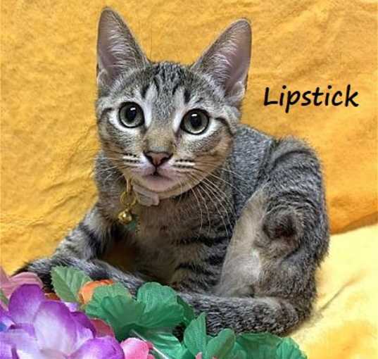 Photo of Lipstick #sister-of-Pawdrey Hepburn