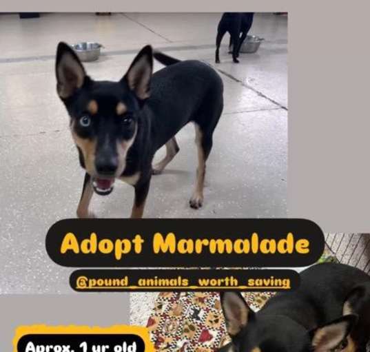 Photo of MARMALADE 1 YR AUST KELPIE