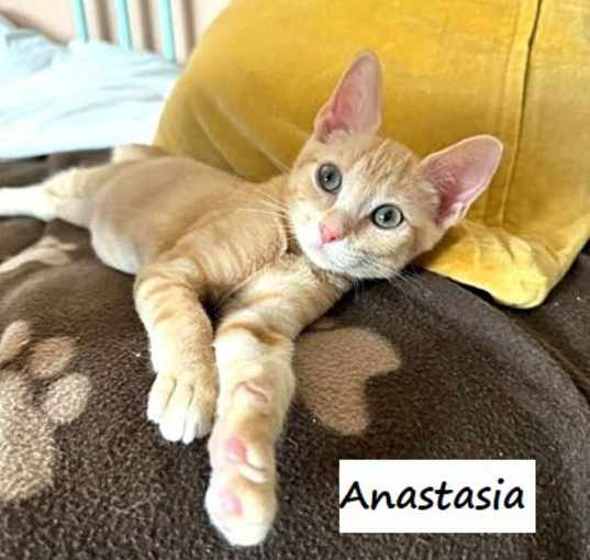 Photo of Anastasia #three-sisters