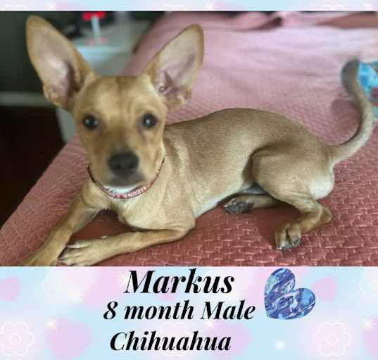 Photo of MARKUS 8 MONTH CHIHUAHUA