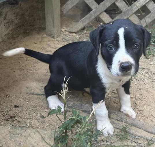 Photo of Three Puppies