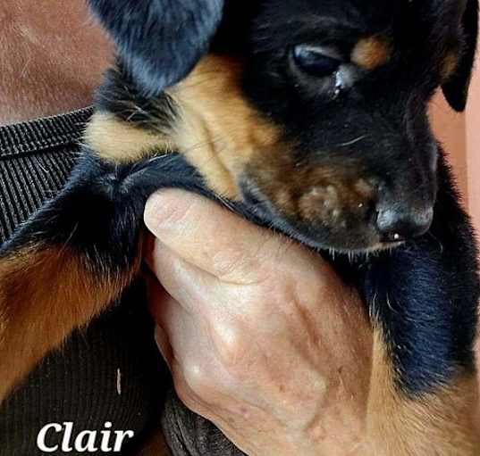 Photo of Clair