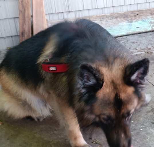 Photo of Thor