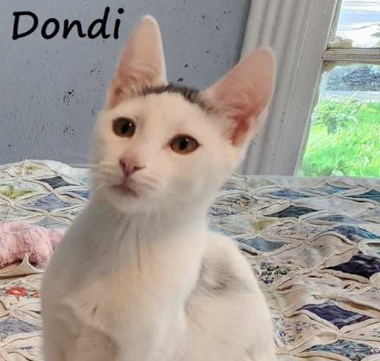 Photo of Dondi #graffiti-boy
