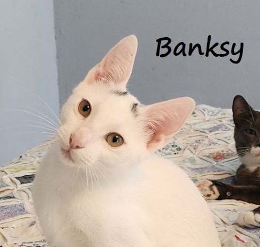 Photo of Banksy #graffiti-boy