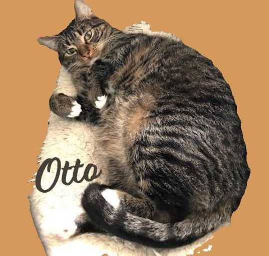 Photo of Otto #mitted-tabby