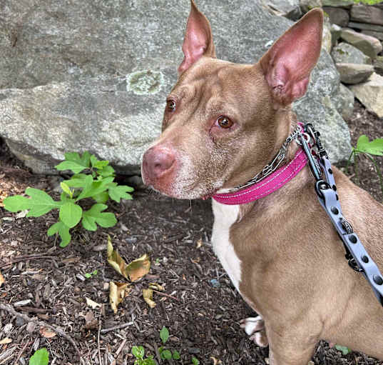 Photo of Bella