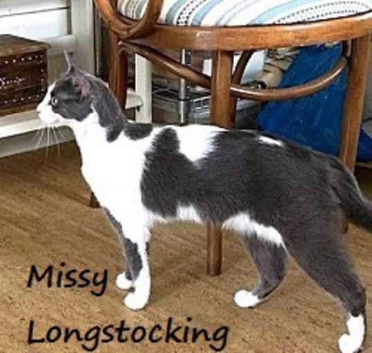 Photo of Missy Longstocking #docile-lapcat