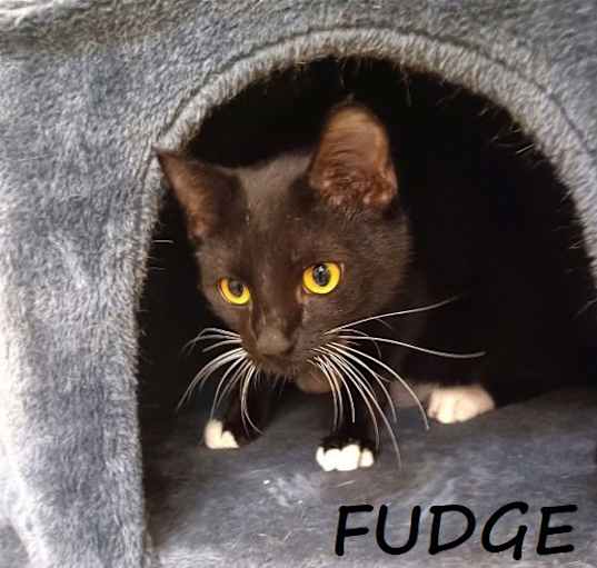 Photo of Fudge #smooth-n-sweet