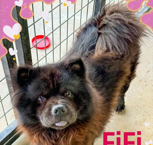 Photo of Fifi