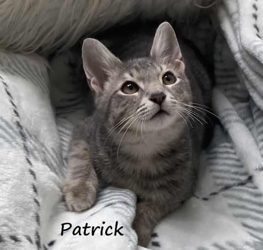 Photo of Patrick #feline-angel