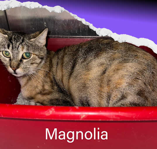 Photo of Magnolia