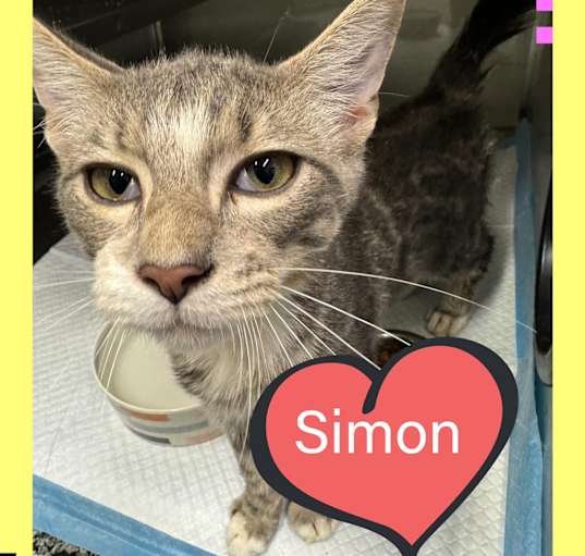 Photo of Simon