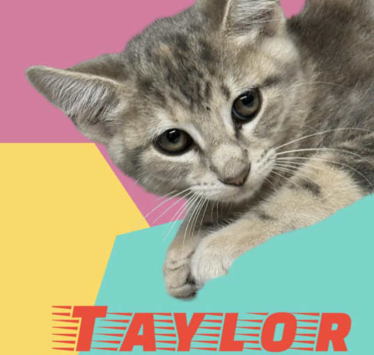 Photo of Taylor