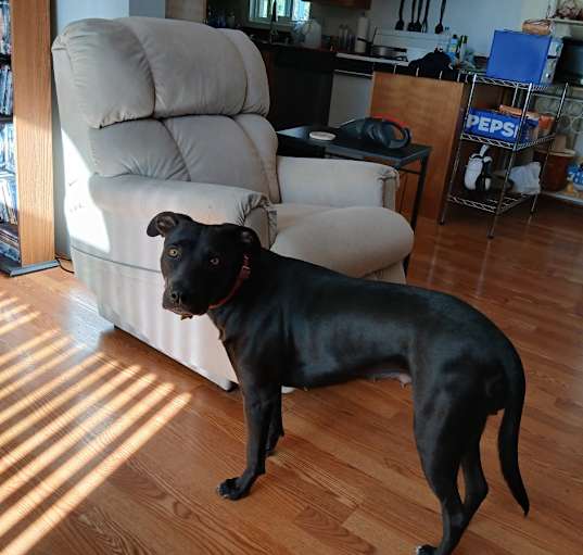 Photo of Sadie