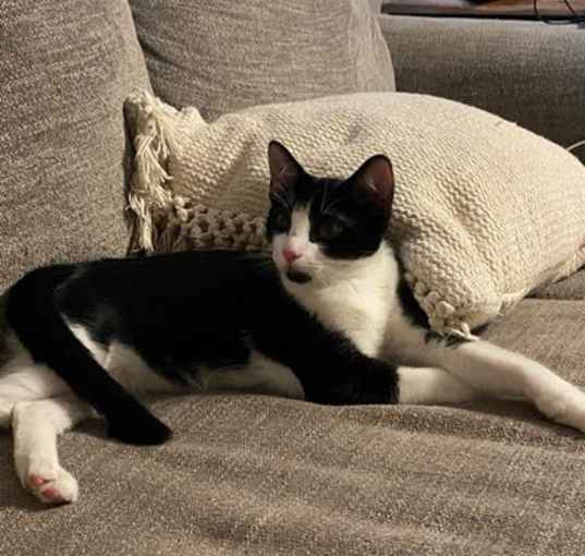 Photo of Boba ( Napa GDS)