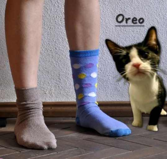 Photo of Oreo #mismatched-socks