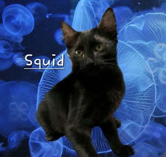 Photo of Squid #lover-boy