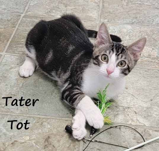 Photo of Tater Tot #bestie-of-Spaghetti