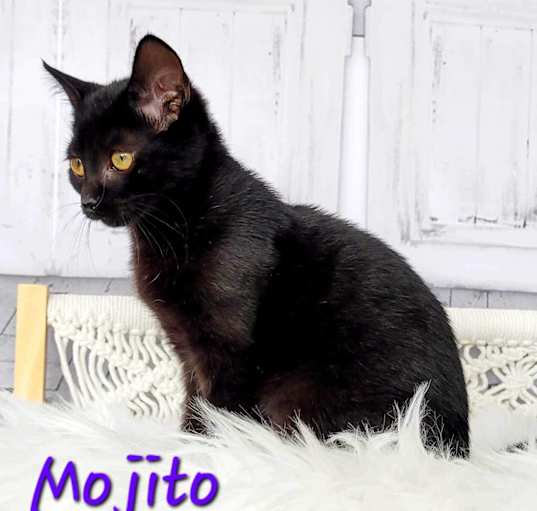 Photo of Mojito