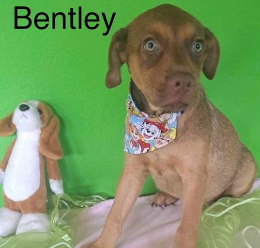 Photo of Bentley