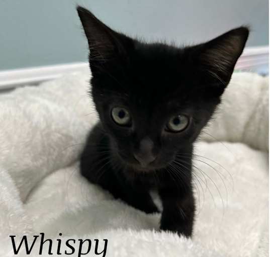 Photo of Whispy