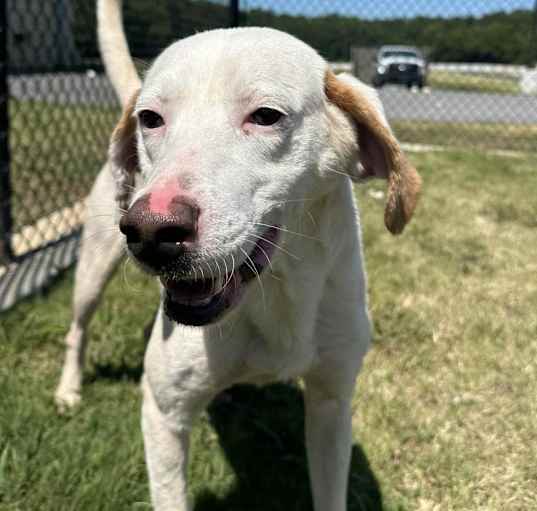 Photo of MAX ★ Available NOW - ADOPTION or RESCUE!