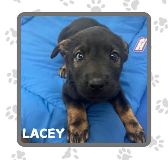 Photo of Lacey