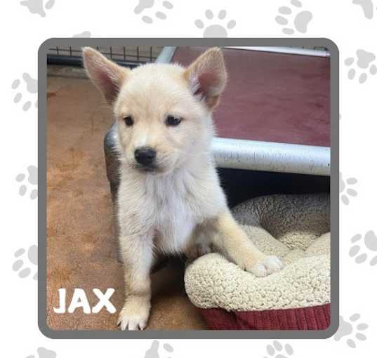 Photo of Jax