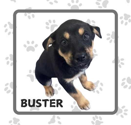 Photo of Buster