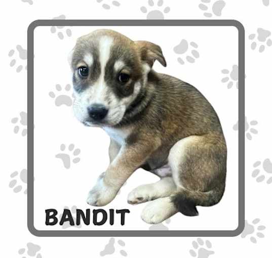 Photo of Bandit