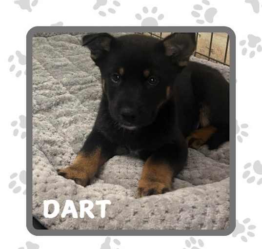 Photo of Dart