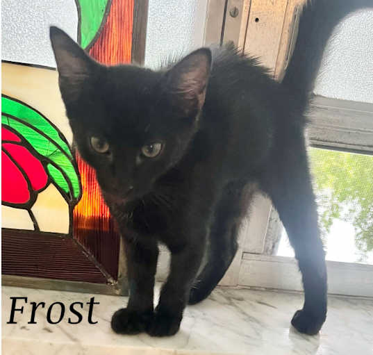 Photo of Frost