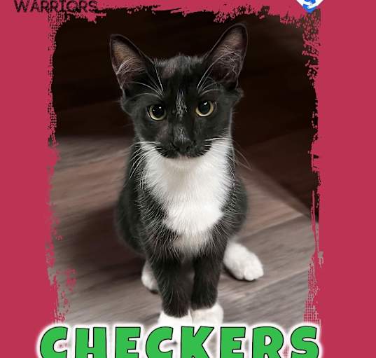 Photo of Checkers