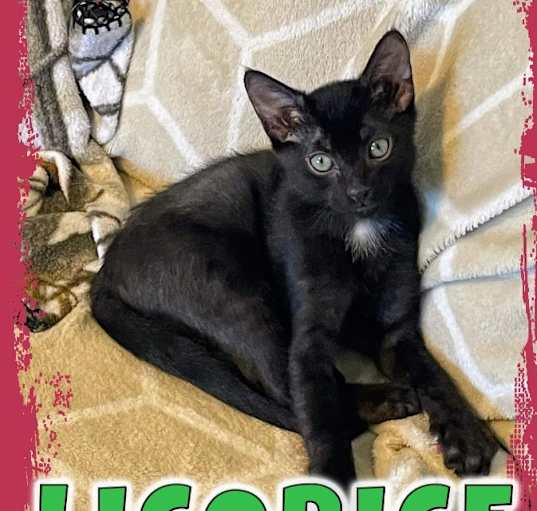 Photo of Licorice