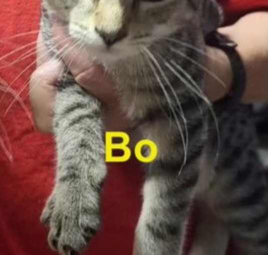 Photo of Bo